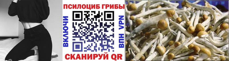 Галлюциногенные грибы Cubensis  где можно купить   Ртищево 